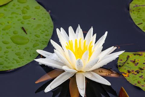 Lotus