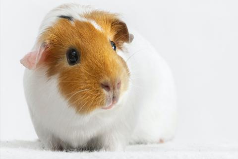 Guinea pig