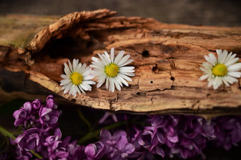 driftwood