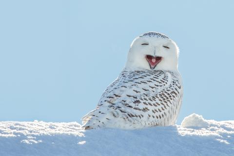 Pinecone Snowy Owl