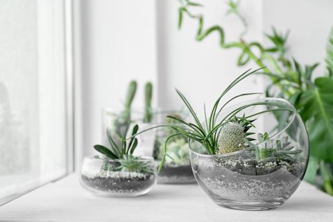 Mini Succulent Terrarium