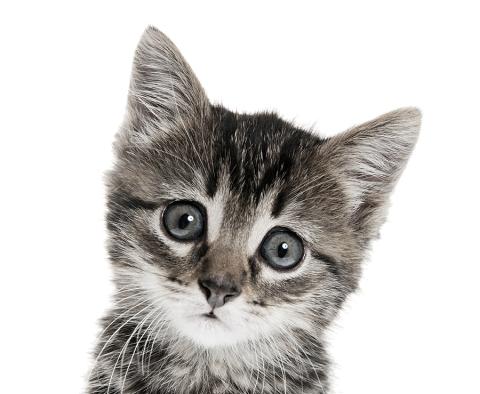 kitty