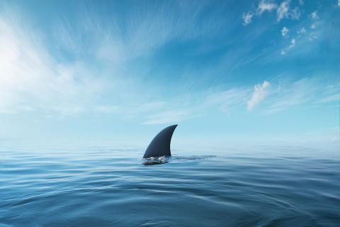 jaws