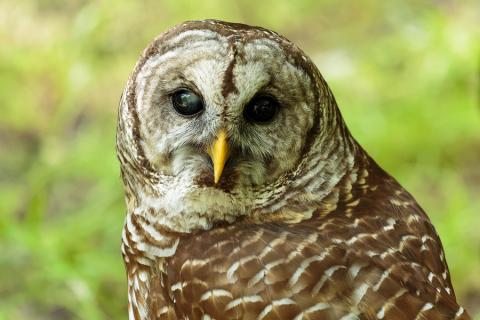 owl