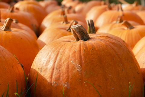 pumpkins