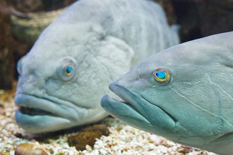 fish