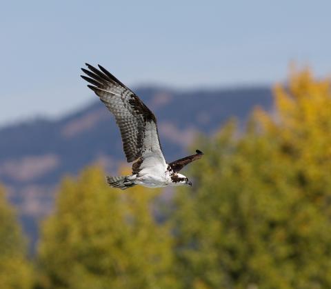 OSPREYS