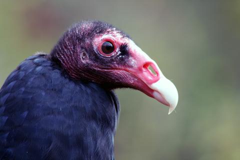 vulture