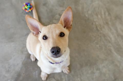 dog