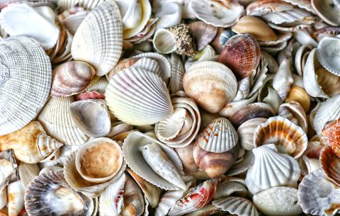 seashells