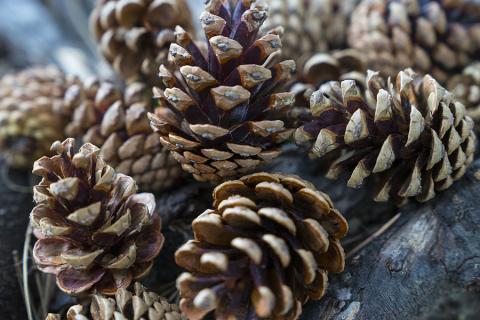 pine cone