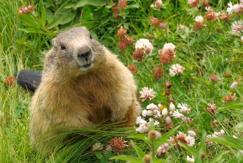 Groundhog