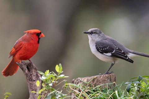 Songbirds of Long Island