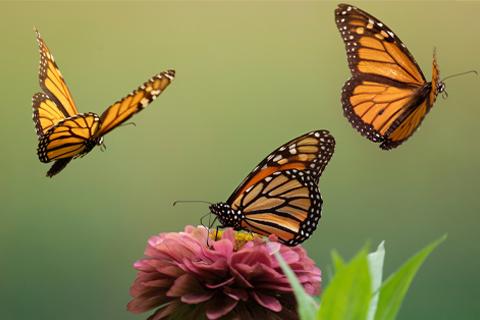 monarch butterflies