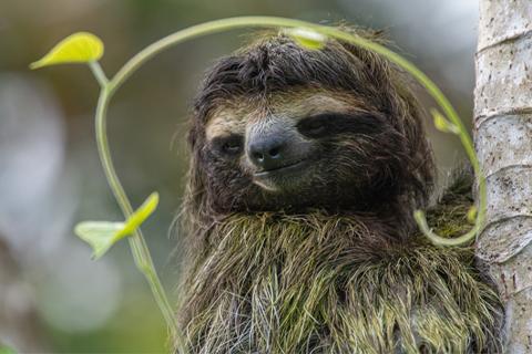 sloth