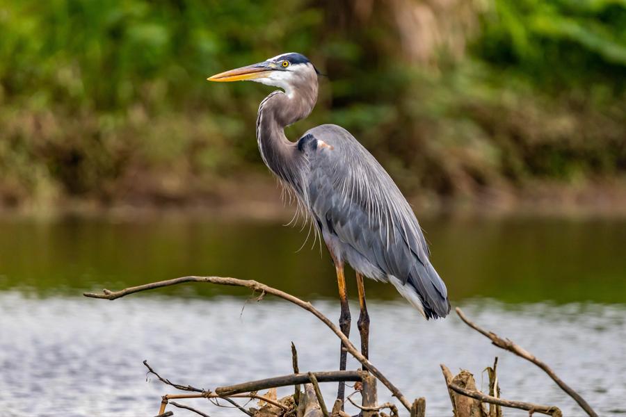 Everglades