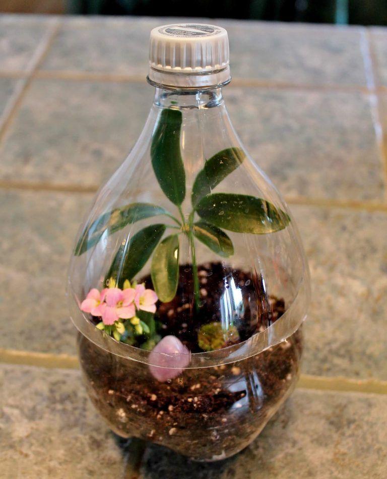 Soda Bottle Terrarium