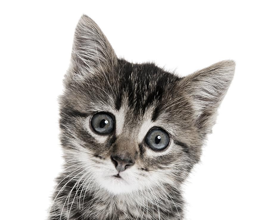 kitty