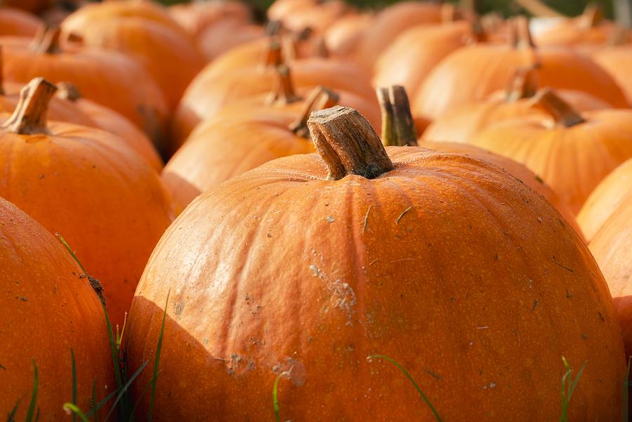 pumpkins