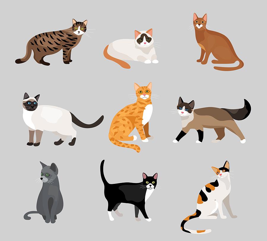 cats