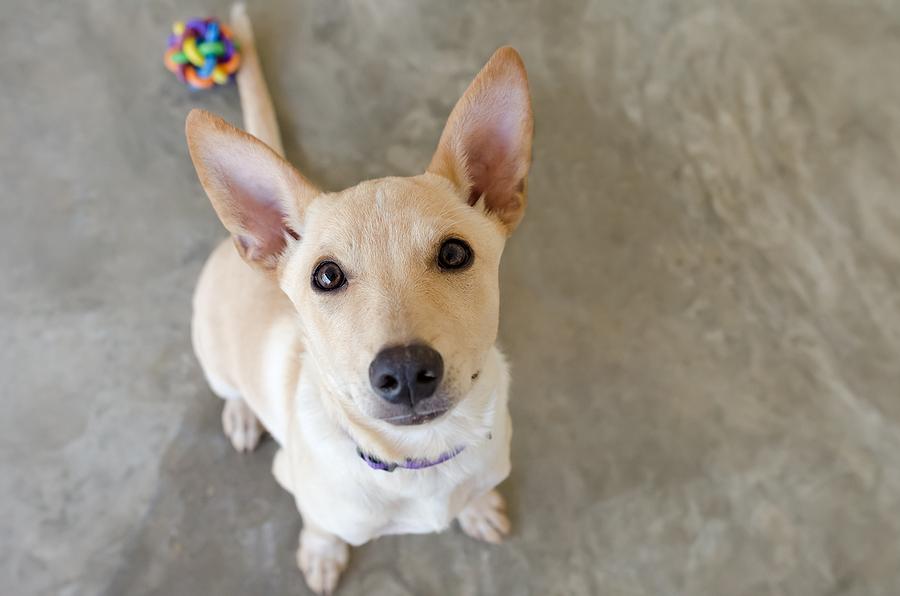 dog