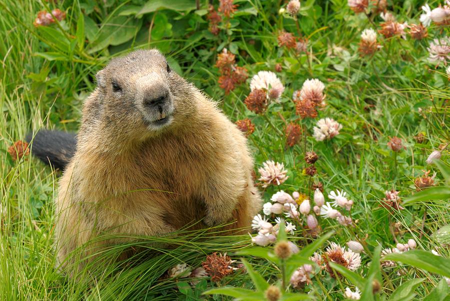 Groundhog